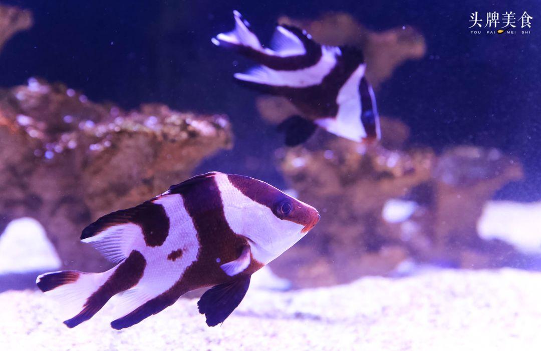 绚丽珊瑚海300+种海底生物，火爆盆友圈的网红打卡圣地就在中山路