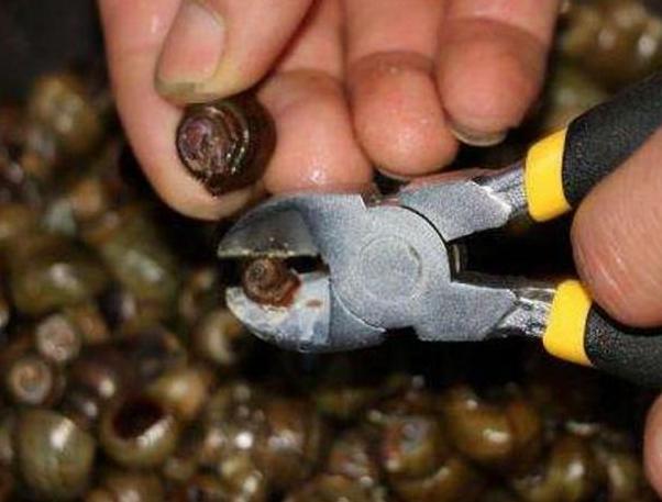 炒田螺时候，总是洗不干净？学会这一招，螺肉鲜嫩没有沙！