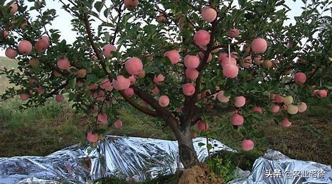 苹果树黄叶病是怎么引起的,苹果树黄叶病怎么办