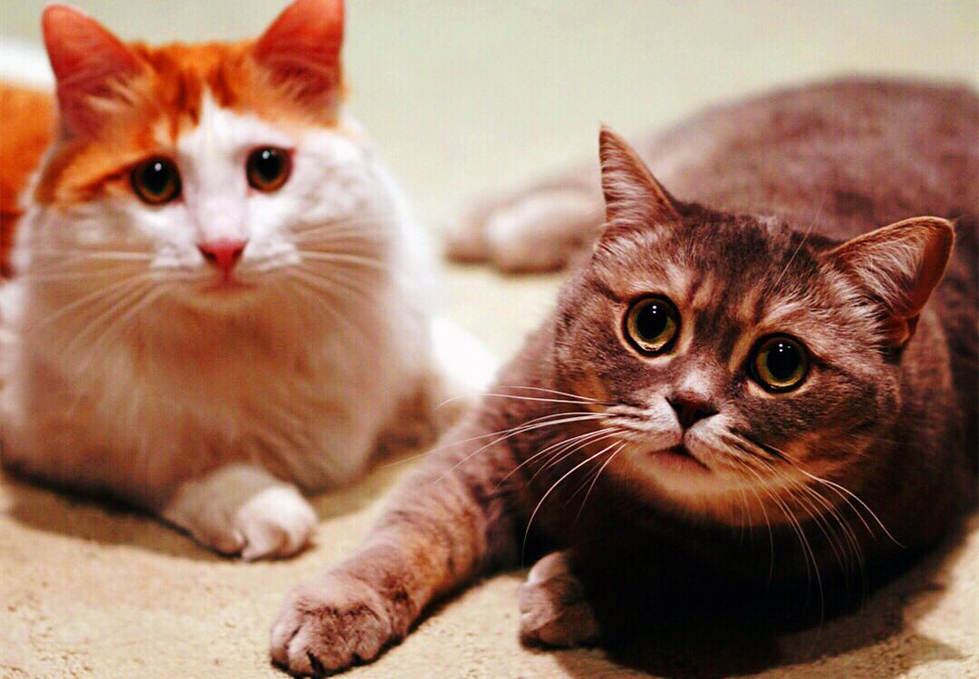 水持湿婆大结局,水持怎么死的