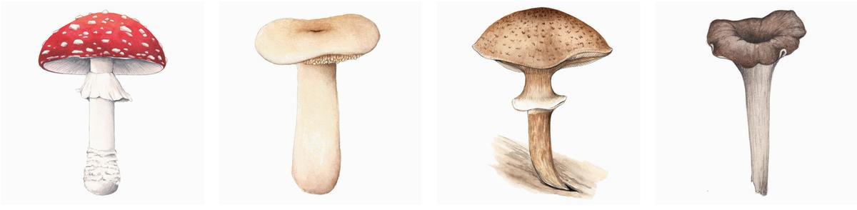 在家种蘑菇菌包靠谱吗,家种蘑菇菌包