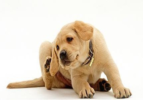 养宠小妙招猫咪耳螨在家轻松解决,养宠经验垂耳兔耳螨怎么治