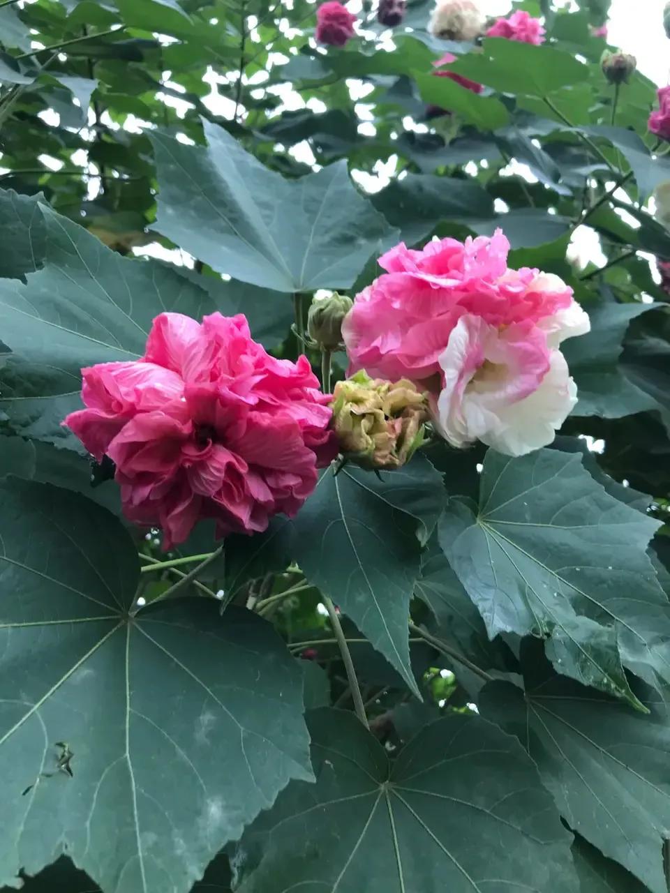 爱情的四季,写四季的散文