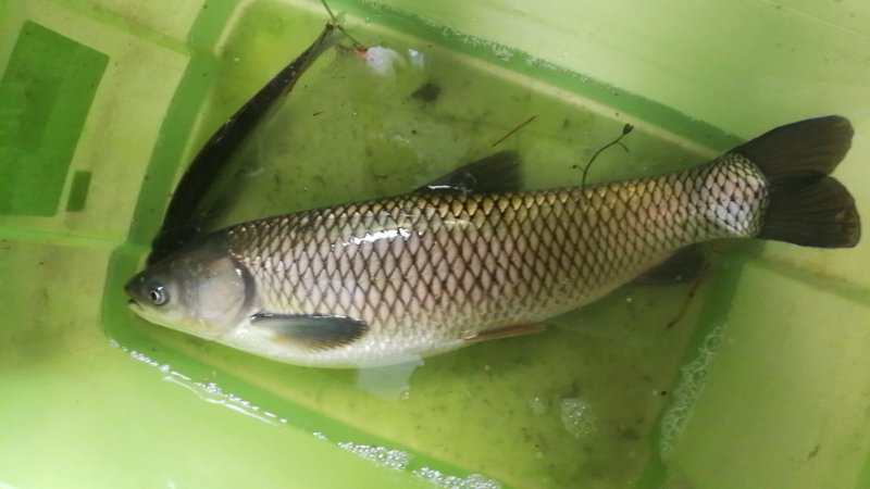 网上很火谷麦钓鱼配方,谷麦钓法是谁钓火的