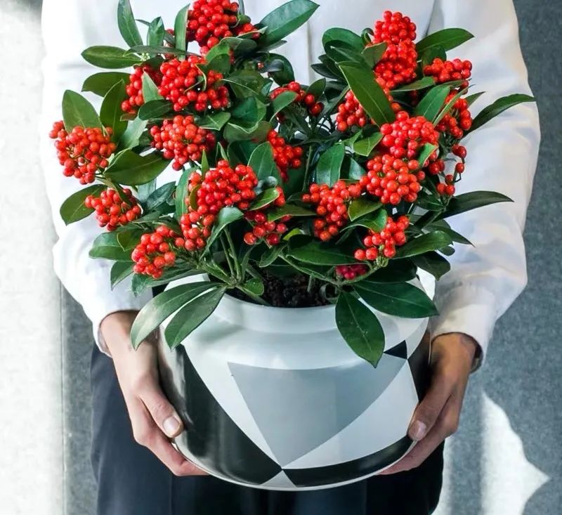 6种“昂贵花”，花钱不值得，纵使“美如仙”，十有八九养不活