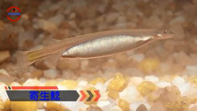 亚马逊河食人鱼多可怕,亚马逊河食人鲶被吊起来