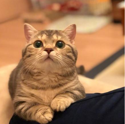 养什么猫可以带来好运,养什么猫会带来好运