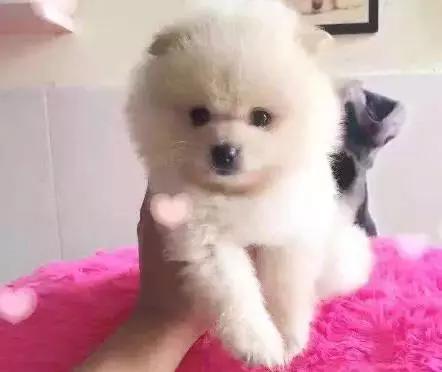 毛孩子初次发情，意外怀孕危害大！怎么办？