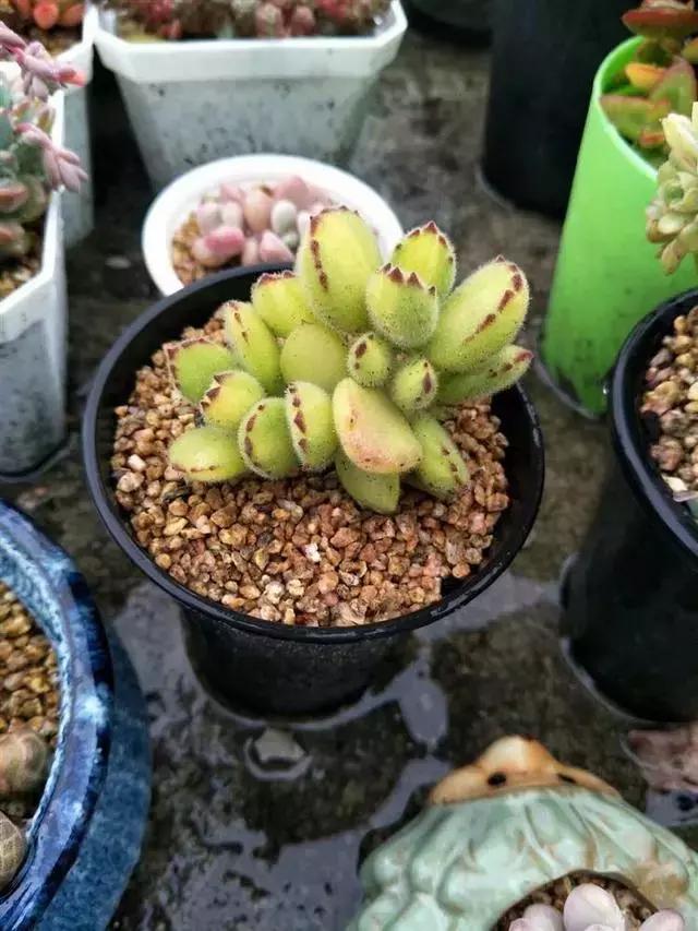 多肉被风雨袭击,多肉被雨水泡过怎么办