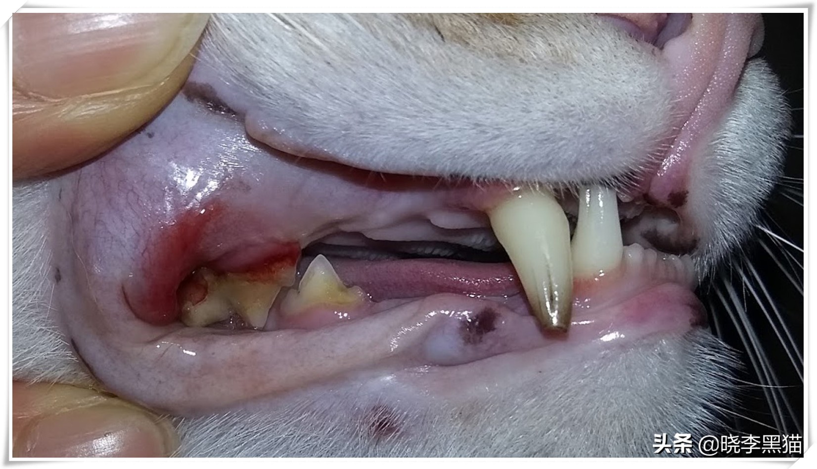 猫牙周炎自愈的最佳方法,猫咪牙周炎靠刷牙能痊愈嘛