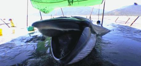 富二代晒人骨皮包的真相完整版,富二代晒人骨皮包图片