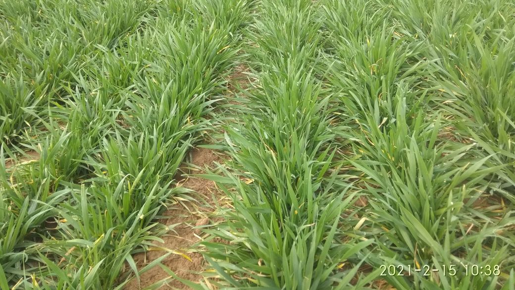 鞭炮齐鸣迎财神正月初五习俗,正月初五迎财神唯美祝福视频