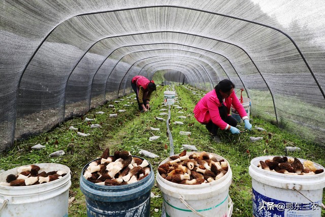 人工种植羊肚菌从根部坏什么原因,羊肚种植是不是骗人的