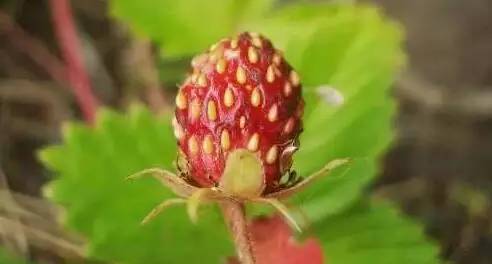 鍘熸潵鏂扮枂鐨勬按鏋滃姝ょ敎,鍘熸潵涓滃寳鐨勫湡鐗逛骇