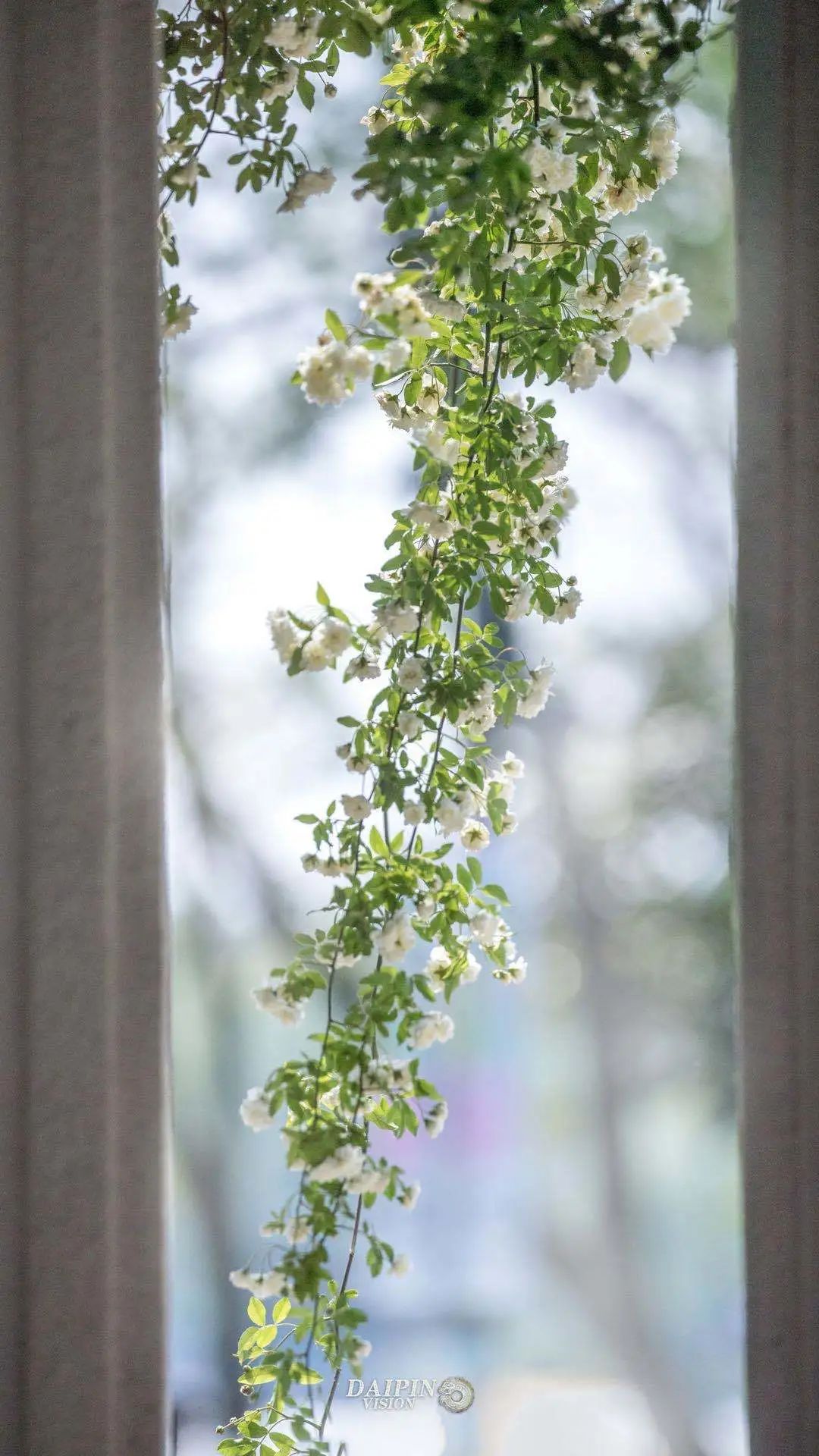 开到荼蘼唱的是什么,歌词中有开到荼蘼