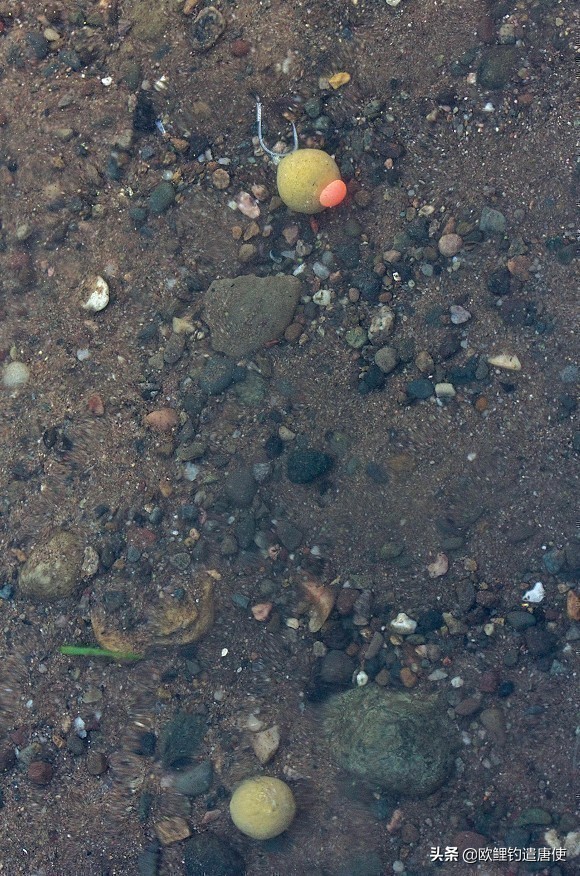 外国人钓鱼打窝技巧,老外用超大饵钓鱼