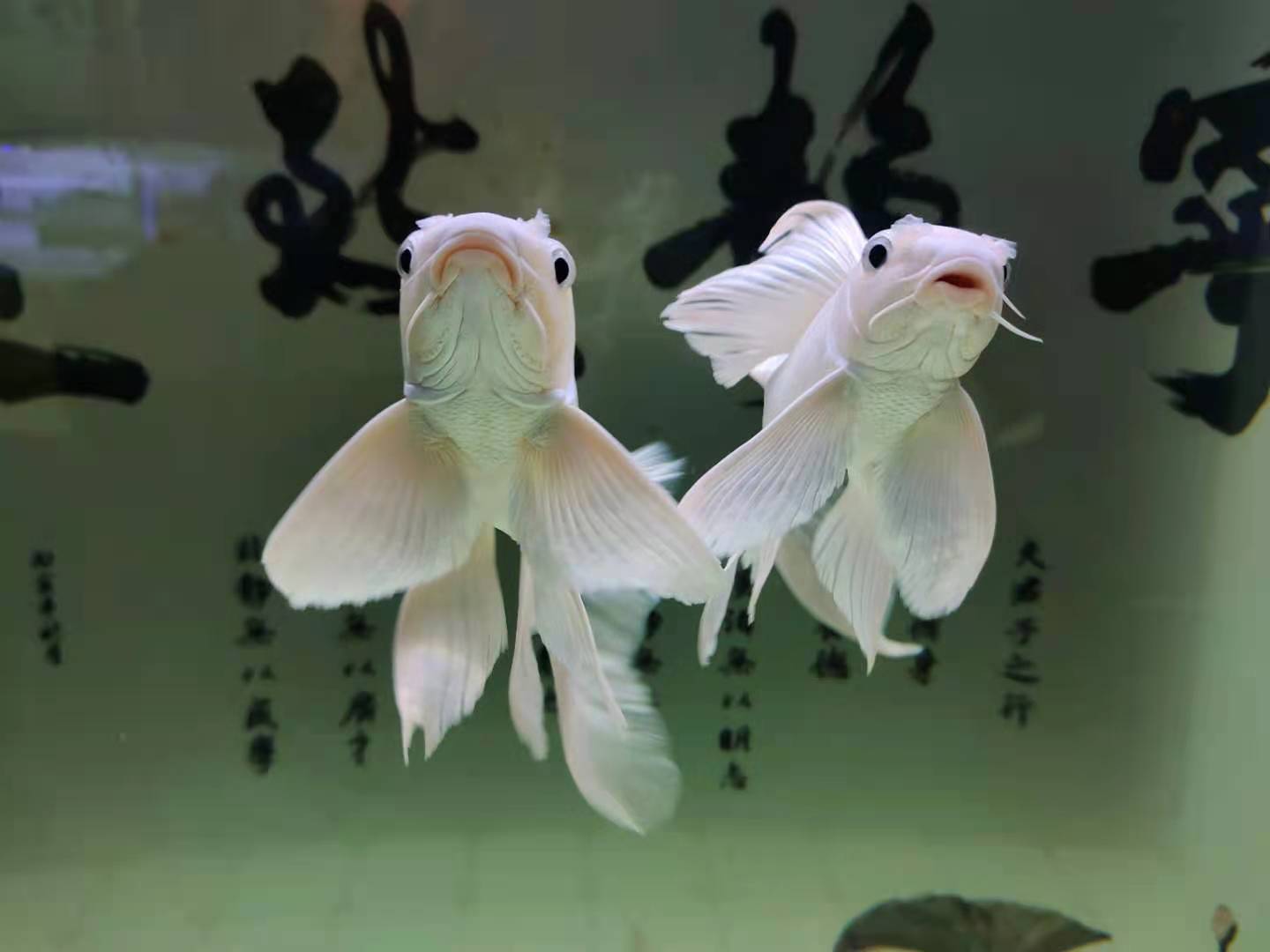 鱼缸水面有小气泡是缺氧,鱼缸水面很多气泡藻