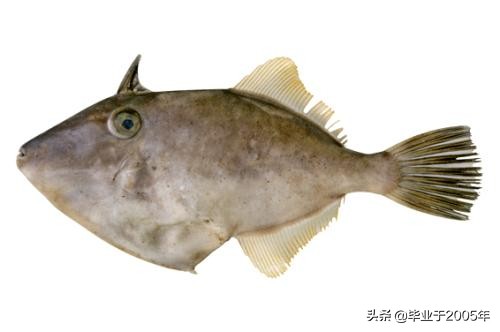 辽宁的水产品有哪些,辽宁常见的鱼