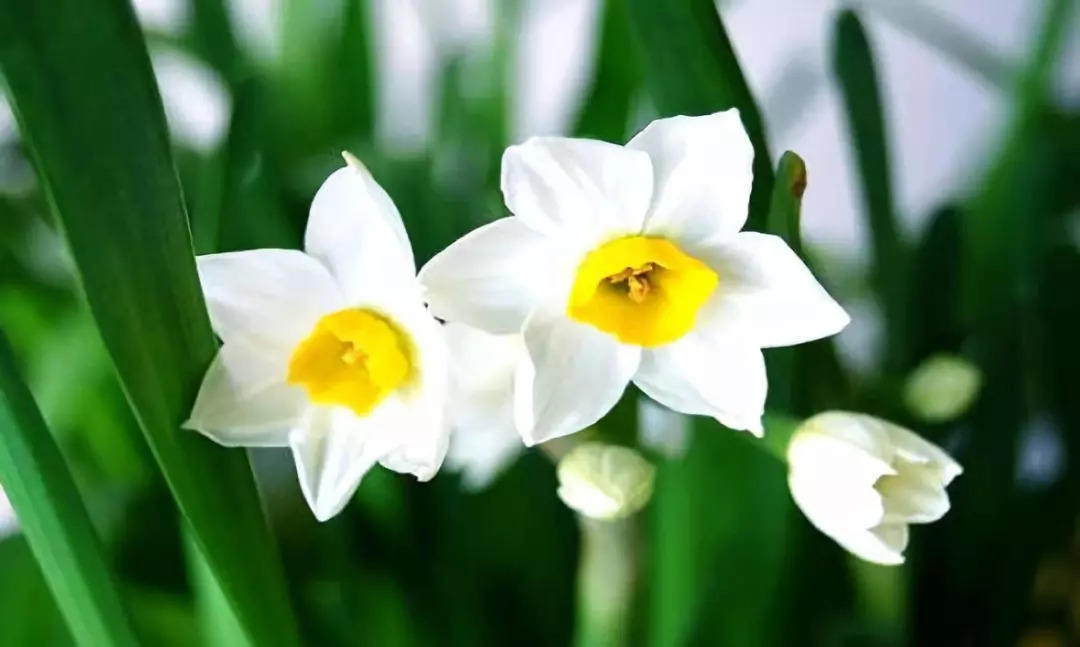 水仙花好养,水仙花真的好养吗
