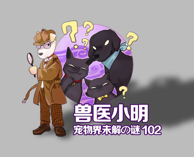 事实证明狗不能喂太饱,辟谣狗狗不能每天吃鸡蛋