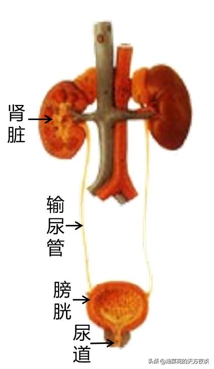 尿路感染别不当回事专家告诉你,尿路感染热淋清有用吗