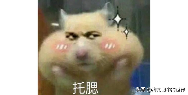 狗狗感冒好了没几天又感冒了,狗狗感冒好了之后还是没精神