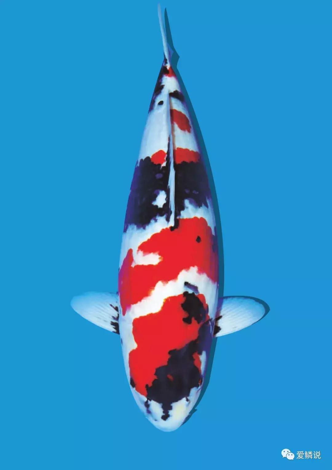 拍卖会有什么拍卖技巧,拍卖会竞拍的技巧