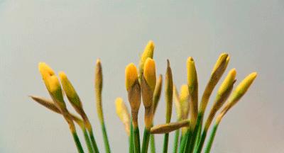 你是几月出生就注定你是什么性格,每月用什么花来代表人的性格