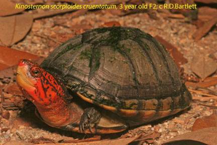 匠志萌宠乐园教学,匠志萌宠