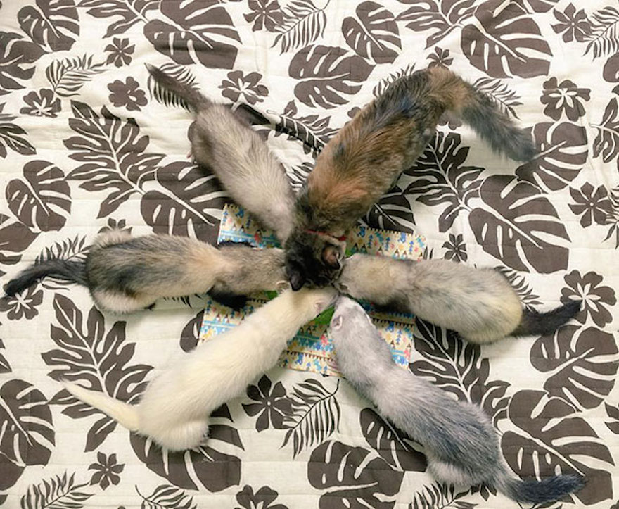 被收养的小猫后续,被收养六只小猫