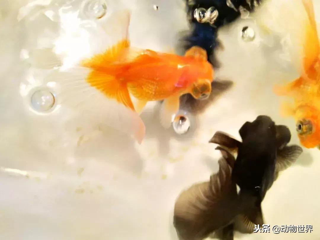 草金金鱼怎么养,草金咬金鱼