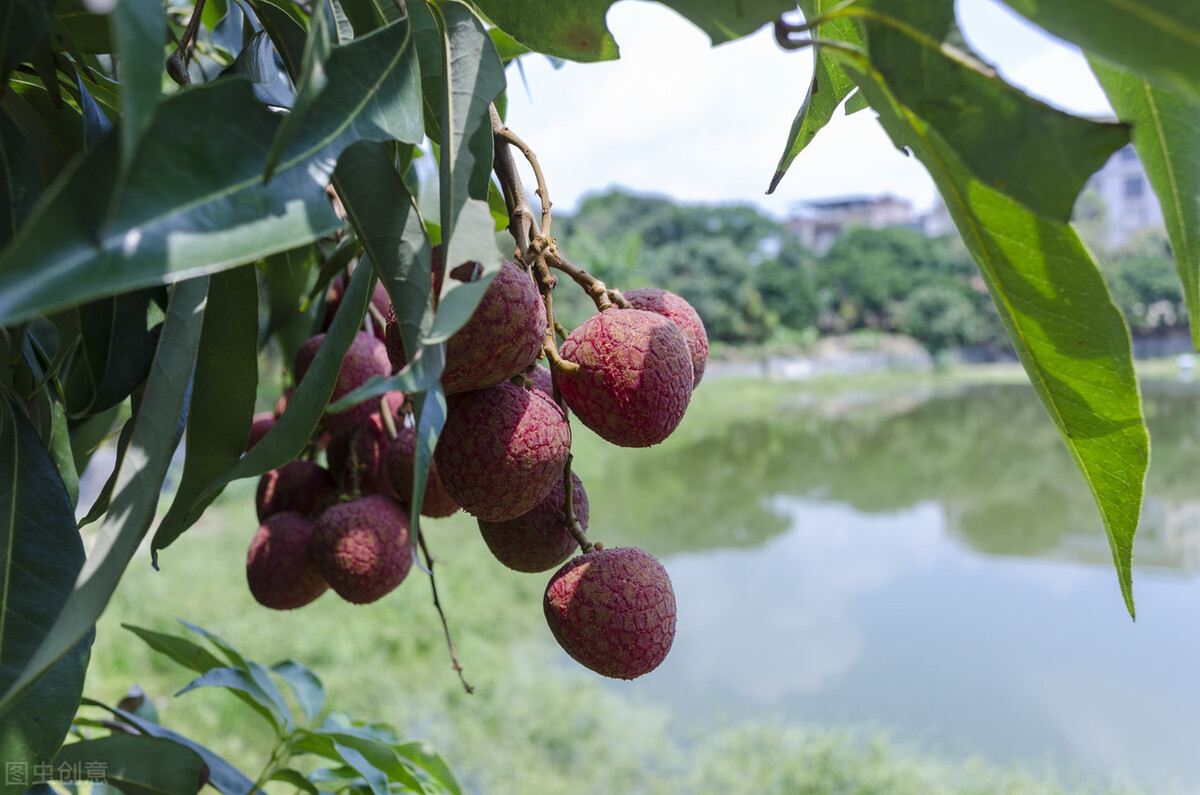 茂名电白区区长,茂名电白区地图全图