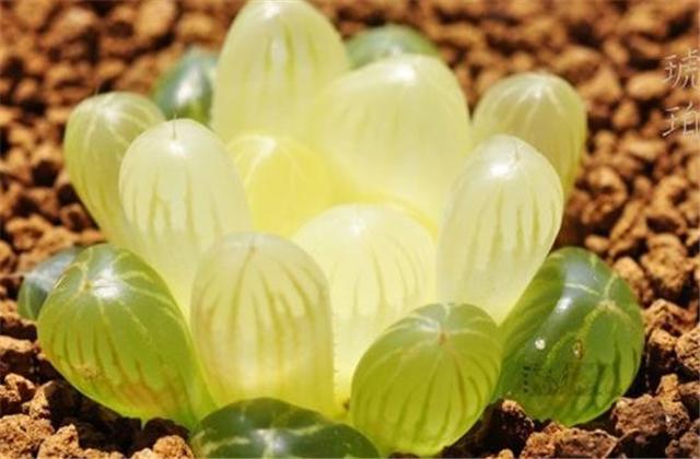 李大爷养花,如何把多肉玉露养得晶莹剔透