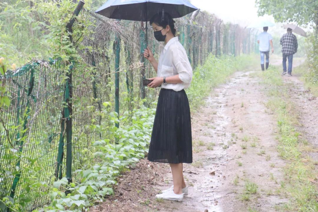 诸暨哪里树莓采摘最好,诸暨摘树莓