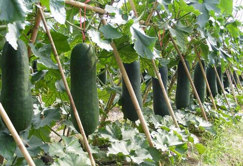 冬瓜好吃有营养的做法,冬瓜营养介绍