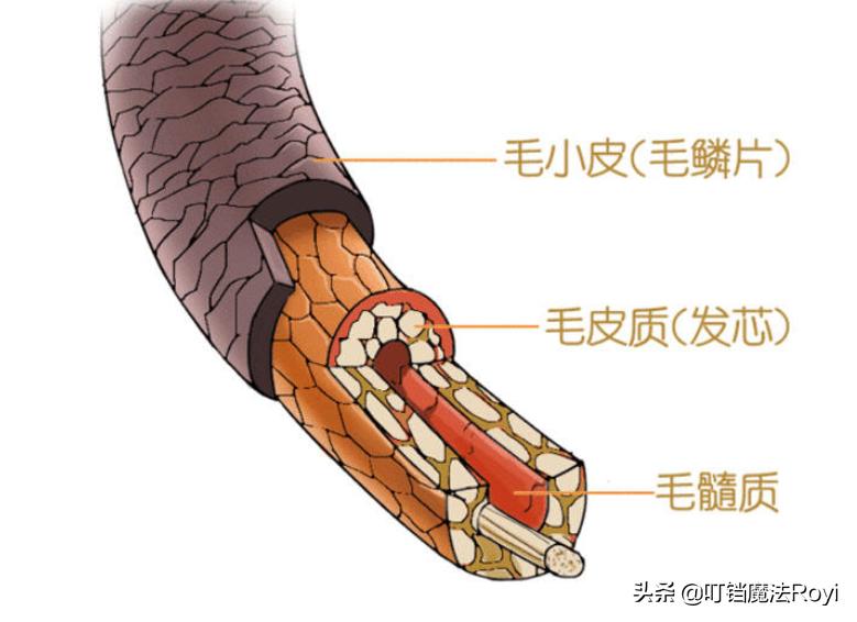 发质不好打理如何改善,发质保养的正确方法