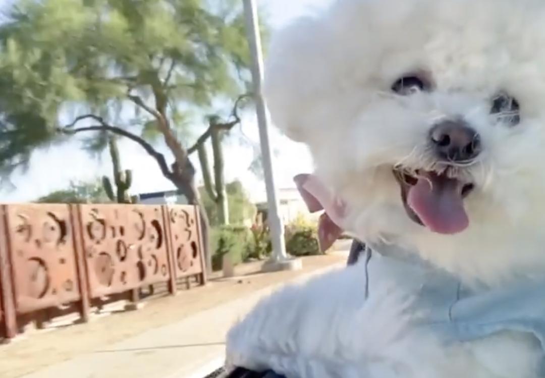 萌犬犬种,惹人喜爱的萌犬