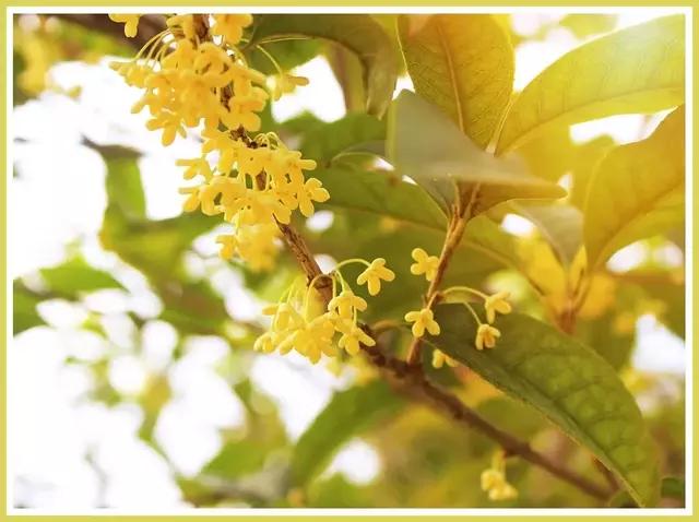 魔都赏花旅游攻略,魔都春季赏花好地方