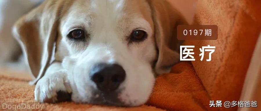 博美犬瘟治疗攻略,宠物常见病药物推荐