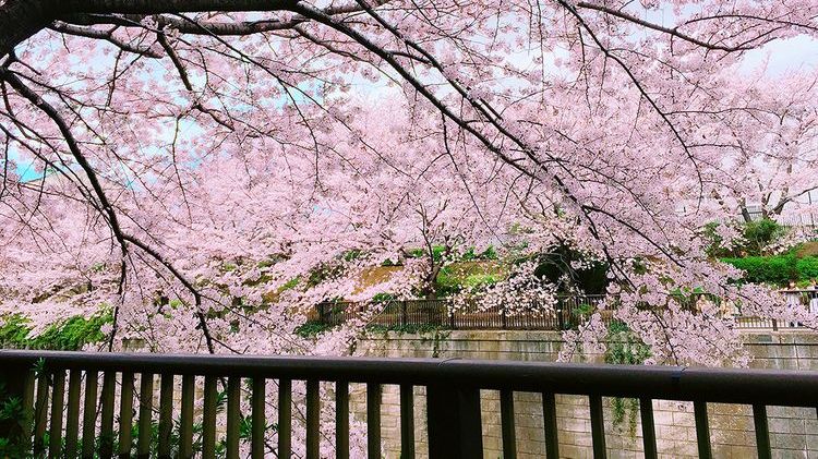 日本东京目黑川樱花,日本目黑川樱花美景