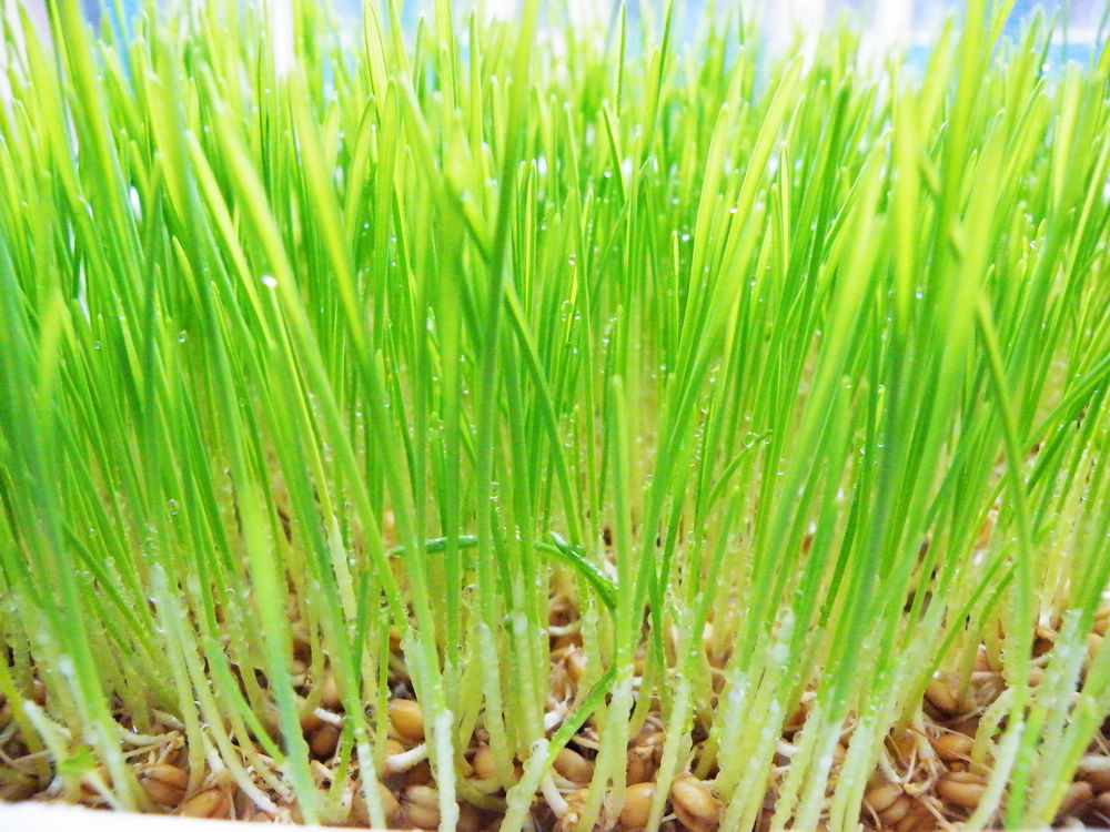 青汁到底有没有什么效果,青汁豆奶的功效与作用