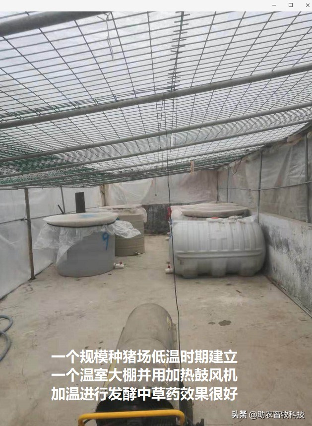 发酵中草药将成为防控非洲猪瘟的有力军，成本低效果肯定大量案例