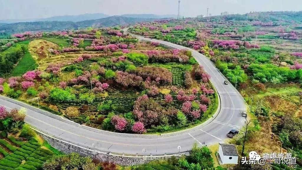 浙江看日本樱花最佳地方,浙江赏樱花最佳地排行榜