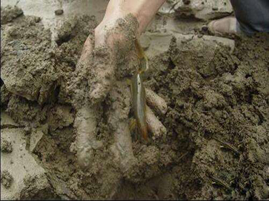 乡愁是捉泥鳅的田野,乡愁做泥鳅