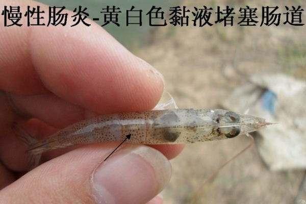 对虾肠炎用什么药,养殖对虾肠炎的治疗方法