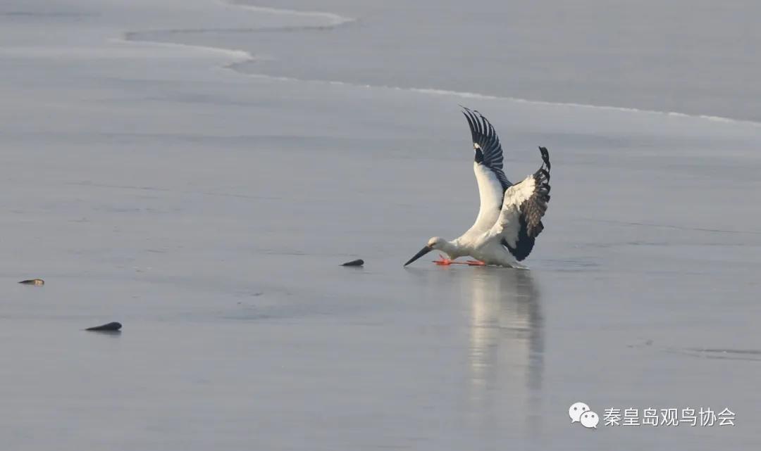 爱心让世界变得更美好作文,爱心让冬日暖意融融