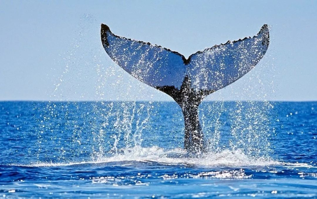 为什么一定要去夏威夷,为什么大家都去夏威夷