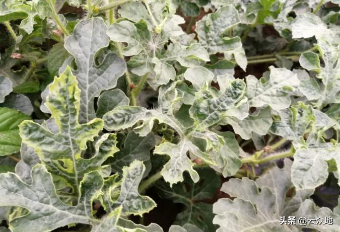 西瓜地里抗性蚜虫有啥好办法,西瓜蚜虫是上午打好还是下午打好