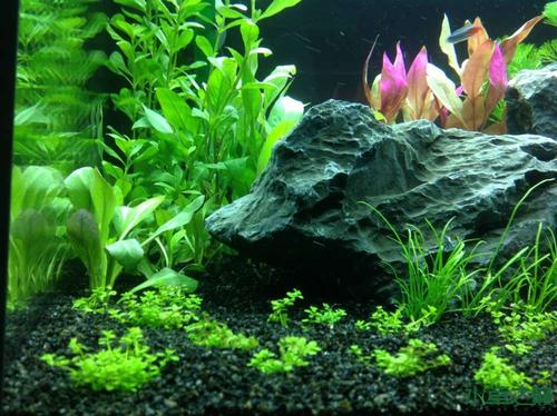 鱼缸绿水就是一个再简单不过的事情，为什么还有人解决不了？