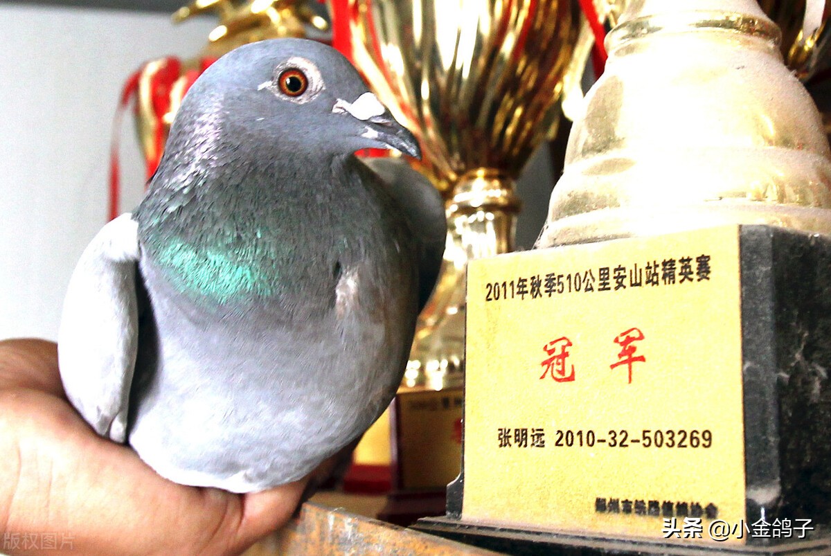 天落鸽进棚,天落鸽子进笼门